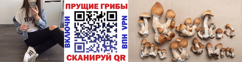 Псилоцибиновые грибы мицелий  Лысьва 
